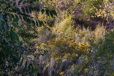 Double exposure and slow exposure study of Chamisa through the trees.