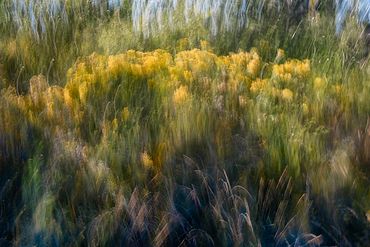 Double exposure, slow shutter studies of Chamisa Bushes.