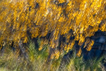 Fall color studies along the Santa Fe River using slow shutter speed and intentional camera movement