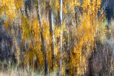 Fall color studies along the Santa Fe River using slow shutter speed and intentional camera movement