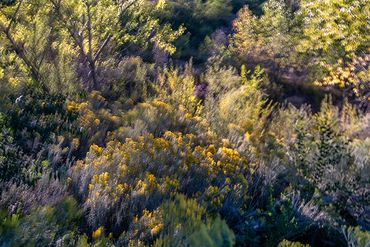 Double exposure, slow shutter of Chamisas and flowers by the river.