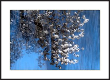 Spring Blossoms Studies
