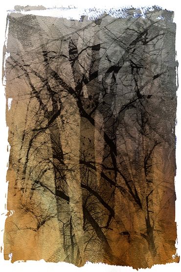Winter Tree Studies in Santa Fe, NM