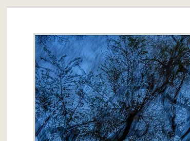 In the Branches