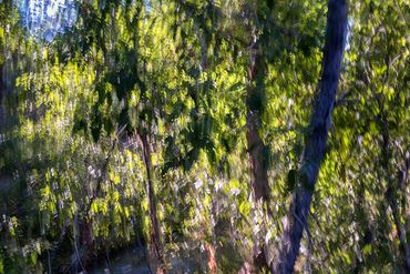 Summer Tree Studies using slow shutter speeds and intentional camera motion to create a more painter
