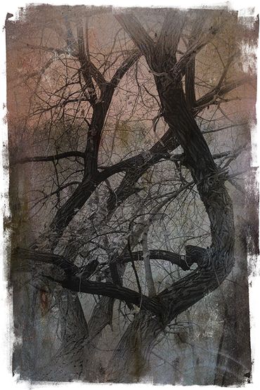 Winter Tree Studies in Santa Fe, NM