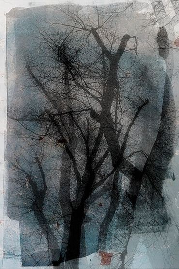 Winter Tree Studies in Santa Fe, NM