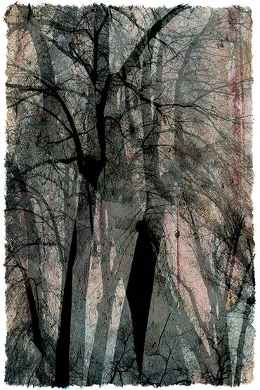 Winter Tree Studies in Santa Fe, NM