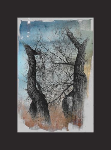 Winter tree studies in black and white with added textural backgrounds and special borders.