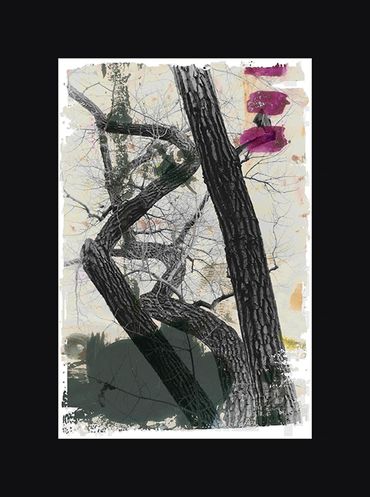 Black and White images of winter trees with textural backgrounds and borders.