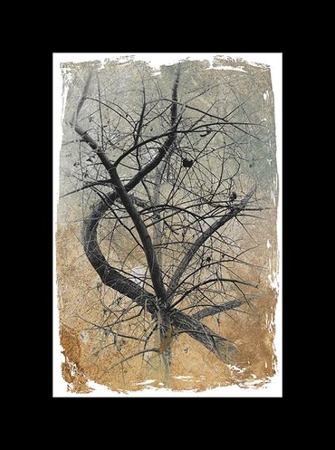 Winter tree studies in black and white with added textural backgrounds and special borders.