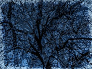 Double exposure studies of Siberian Elms in downtown Santa Fe, NM.