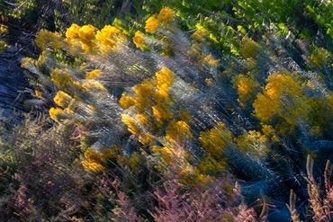 Chamisa flowers in motion.