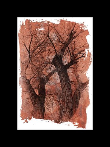 Winter tree studies in black and white with added textural backgrounds and special borders.