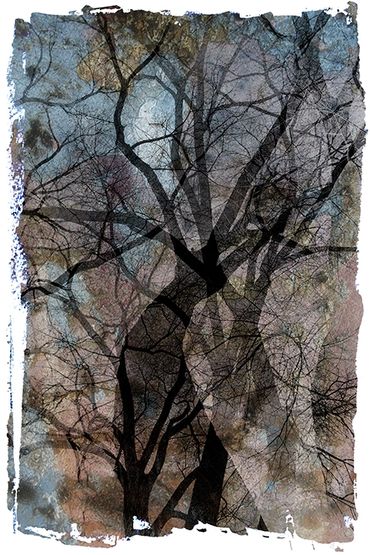 Winter Tree Studies in Santa Fe, NM