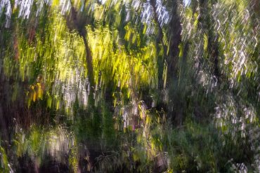 Summer Tree Studies using slow shutter speeds and intentional camera motion to create a more painter