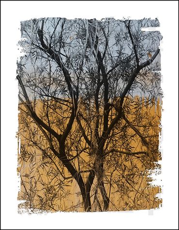 Black and white tree studies with textural background and specialty border, in the style of Japanese