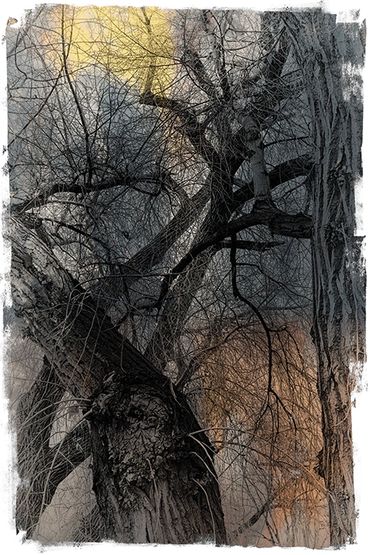 Winter Tree Studies in Santa Fe, NM