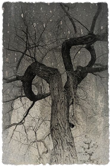 Winter Tree Studies in Santa Fe, NM