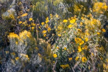 Golden flowers on display.