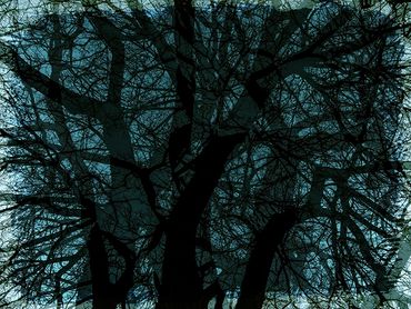 Double exposure studies of Siberian Elms in downtown Santa Fe, NM.