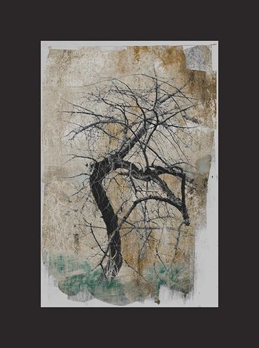 Winter tree studies in black and white with added textural backgrounds and special borders.