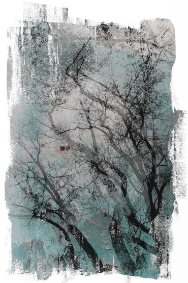 Winter Tree Studies in Santa Fe, NM