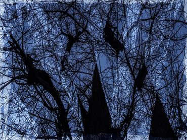 Double exposure studies of Siberian Elms in downtown Santa Fe, NM.
