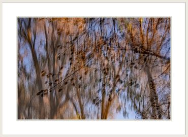 Music in the Trees
