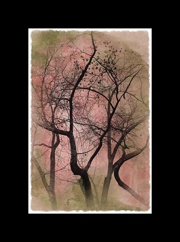 Winter tree studies in black and white with added textural backgrounds and special borders.