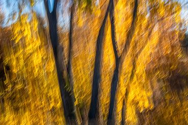 Fall color studies along the Santa Fe River using slow shutter speed and intentional camera movement