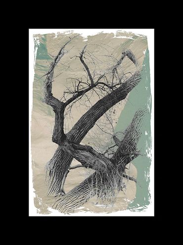 Winter tree studies in black and white with added textural backgrounds and special borders.