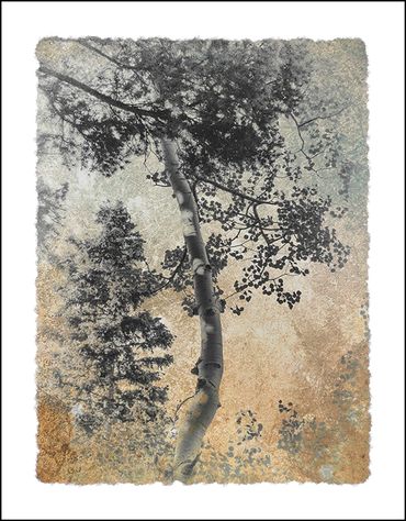 Black and white tree studies with textural background and specialty border inspired by Japanese wood