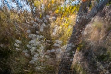 Fall color studies along the Santa Fe River West. Slow shutter, double exposure and intentional came