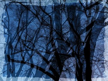Double exposure studies of Siberian Elms in downtown Santa Fe, NM.