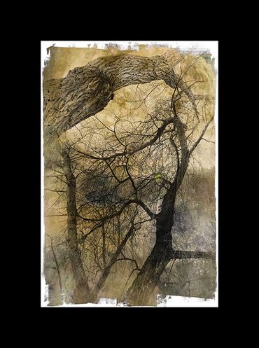 Winter tree studies in black and white with added textural backgrounds and special borders.