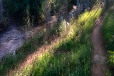 Summer Tree Studies using slow shutter speeds and intentional camera motion to create a more painter