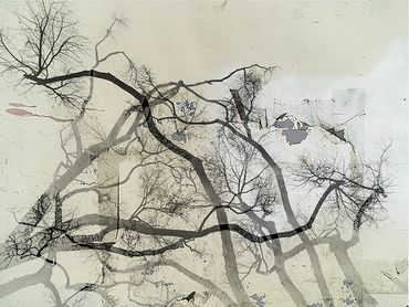 Winter tree studies with double exposure, added textures.