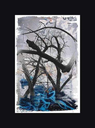 Black and White images of winter trees with textural backgrounds and borders.