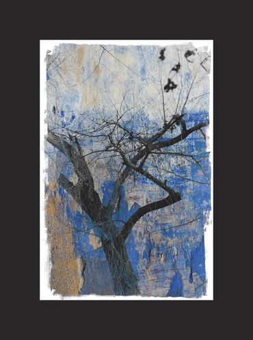 Winter tree studies in black and white with added textural backgrounds and special borders.