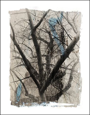 Black and white tree studies with textural background and specialty border, in the style of Japanese