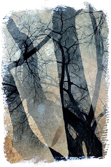 Winter Tree Studies in Santa Fe, NM