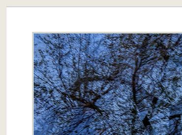 Shadow Trees
