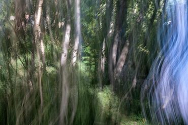 Summer Tree Studies using slow shutter speeds and intentional camera motion to create a more painter