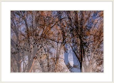 Music in the Trees