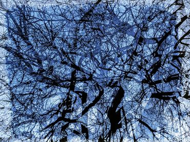 Double exposure studies of Siberian Elms in downtown Santa Fe, NM.