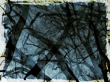 Double exposure studies of Siberian Elms in downtown Santa Fe, NM.