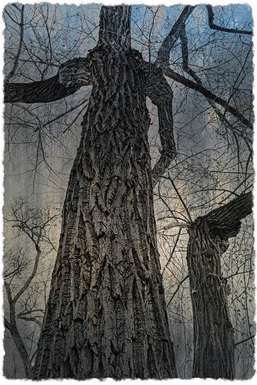 Spirit of the Woods