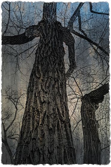 Winter Tree Studies in Santa Fe, NM