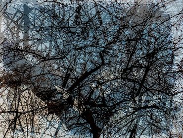 Double exposure studies of Siberian Elms in downtown Santa Fe, NM.